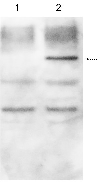 GUS | Beta-glucuronidase in the group Tag Antibodies / aadA1/BC2/BirA/CBP/GAL4/GUS/LUC at Agrisera AB (Antibodies for research) (AS16 3689)